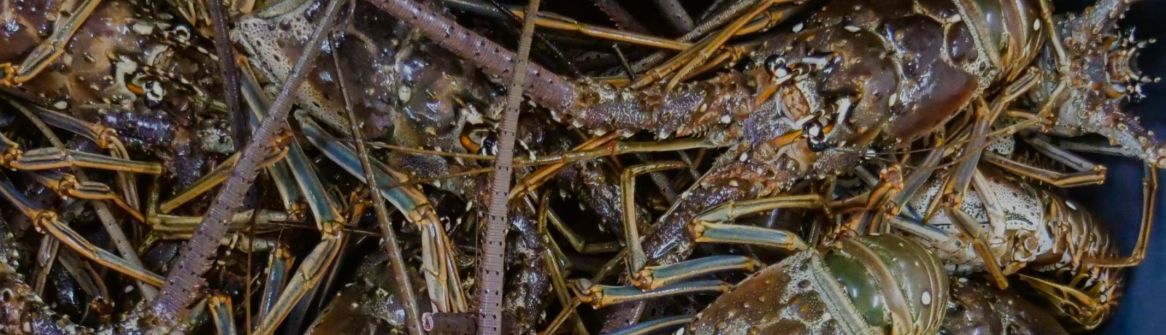 Close-up of pile of lobsters