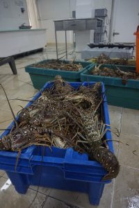 Lobsters in plastic tubs at an artisanal lobster fishery in Belize