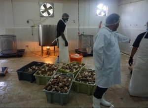 Plastic tubs full of lobsters surround plant workers at the lobster fishery. The plant manager points to direct the workers.