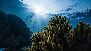 Reef, rocks, and fish underwater