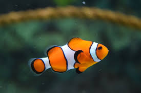Clown fish