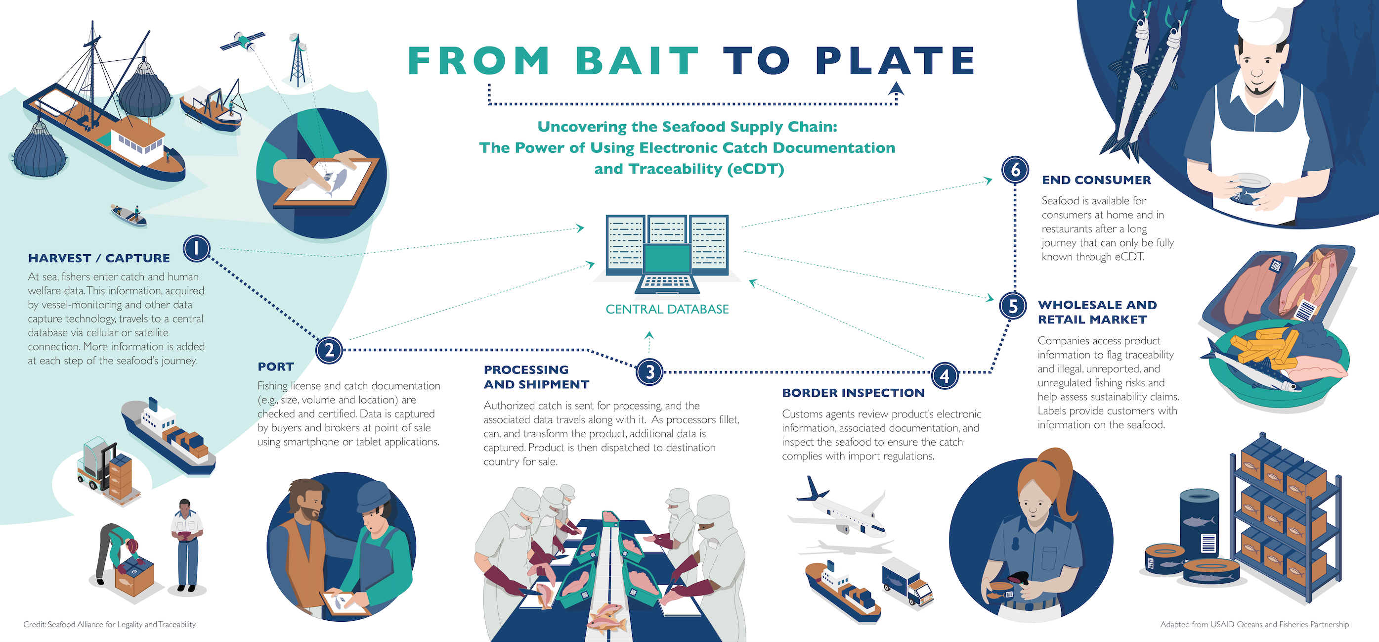 infographic showing the seafood supply chain from harvest/capture to end consumer. With the use of eCDT systems, data is captured via a central database in each step of the product's journey and accessible for verification of legality.