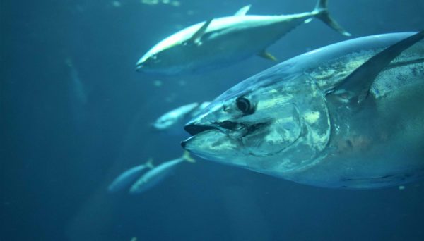 Tuna underwater