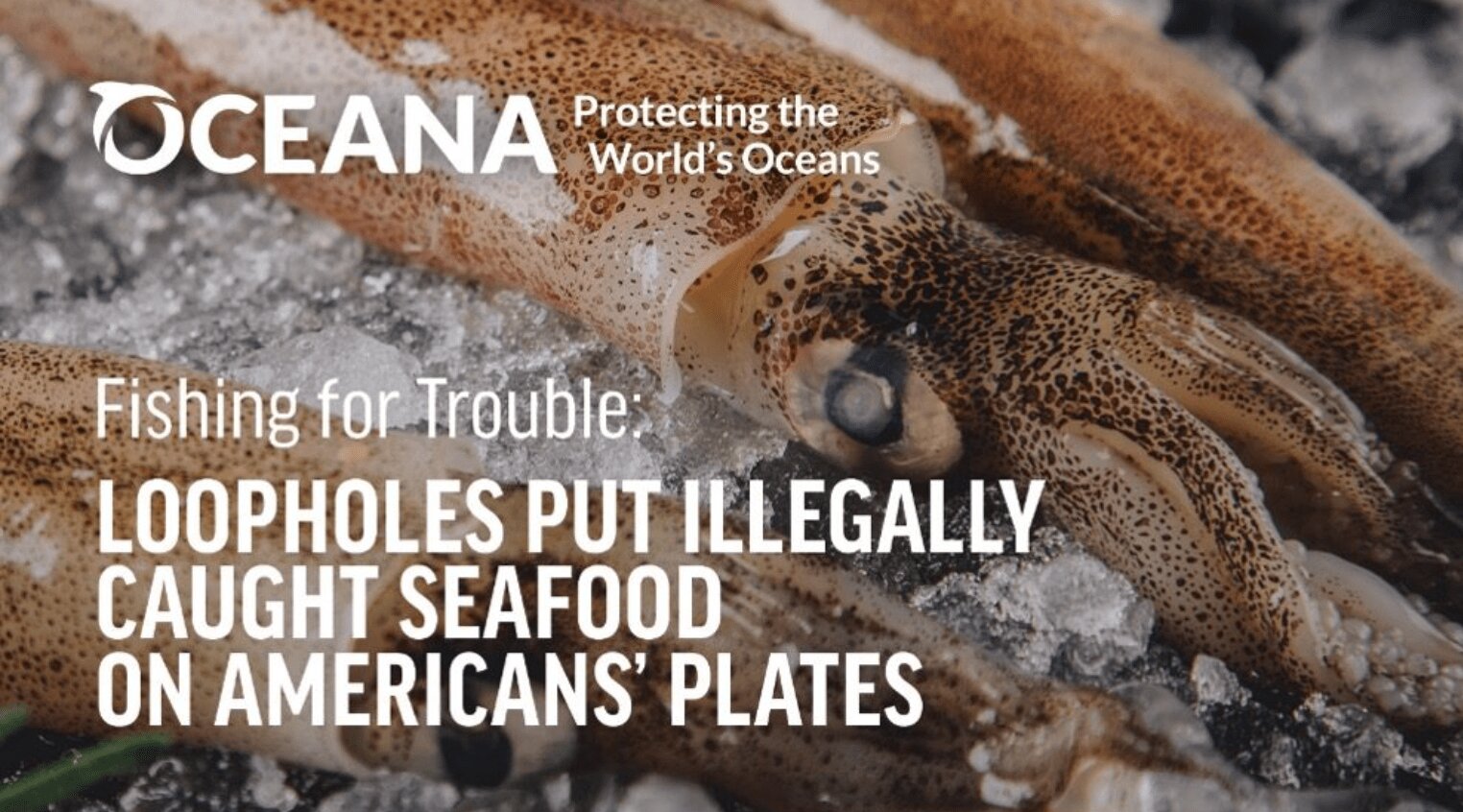Fishing for Trouble: Loopholes Put Illegally Caught Seafood on Americans’ Plates