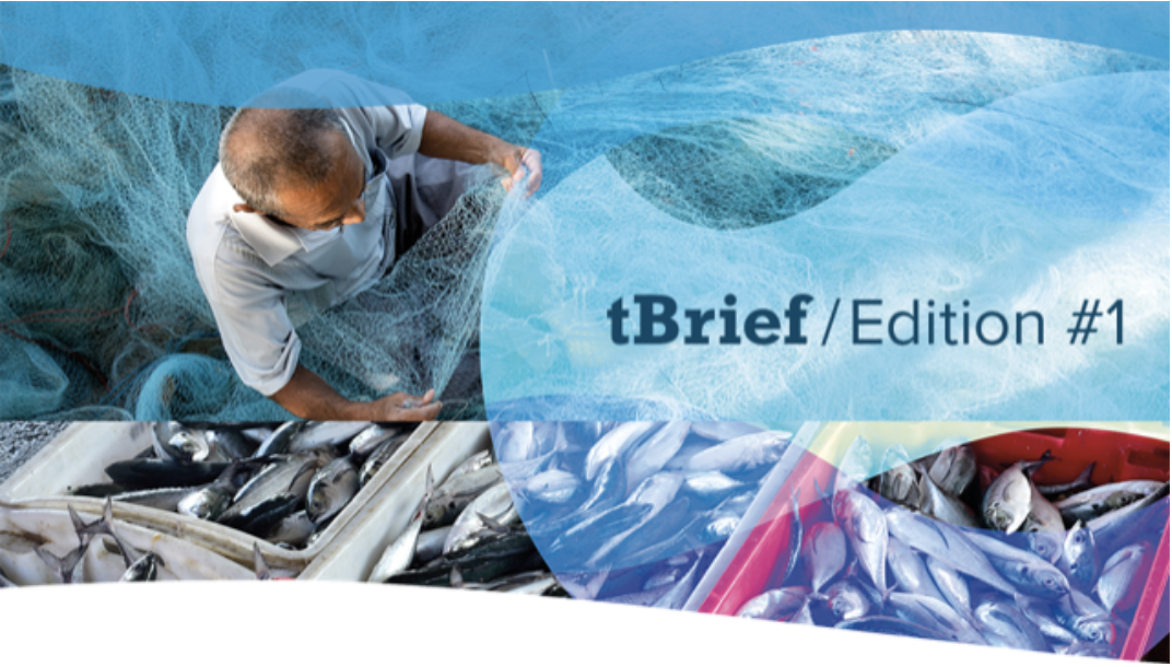 tBrief #1 – Transparency in fisheries: not as clear as it seems