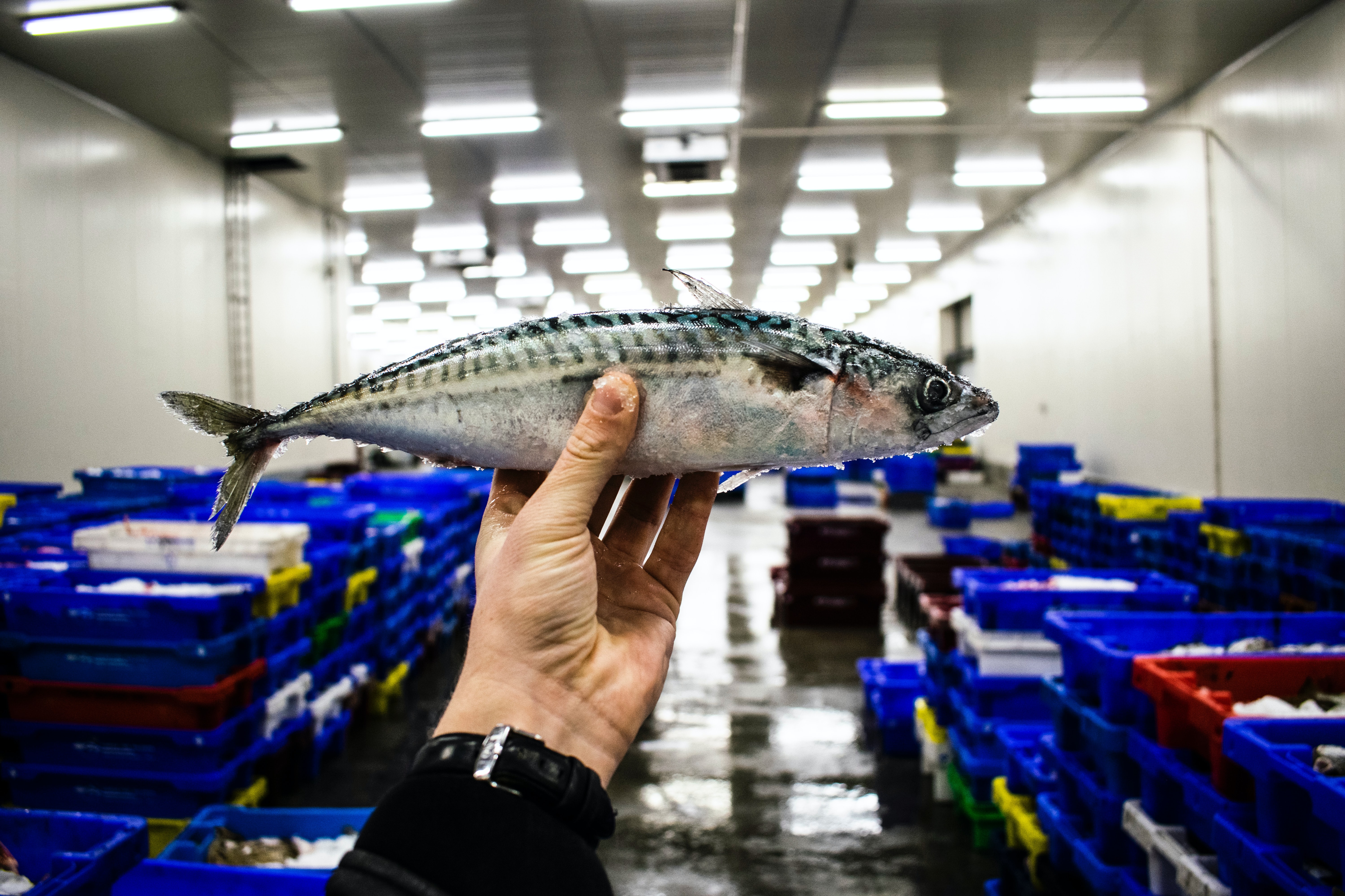 Fresh caught mackerel being held up