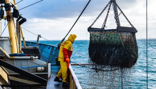 seafood worker on boat pulling up catch